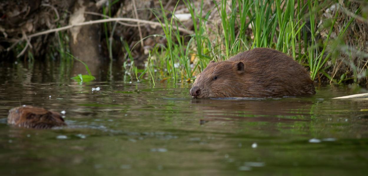 Le Castor d'Europe, une renaissance en région Centre ValdeLoire